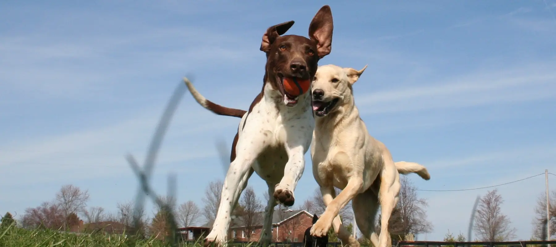 Adopt at Shelby County Humane Society