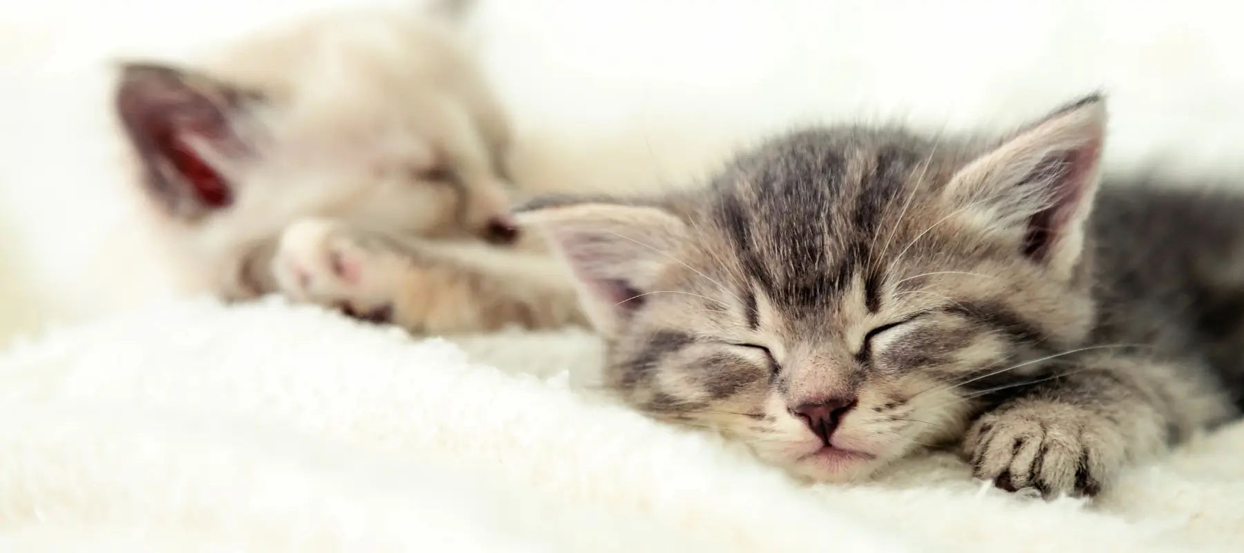 Spay or Neuter Your Pet at Shelby County Humane Society