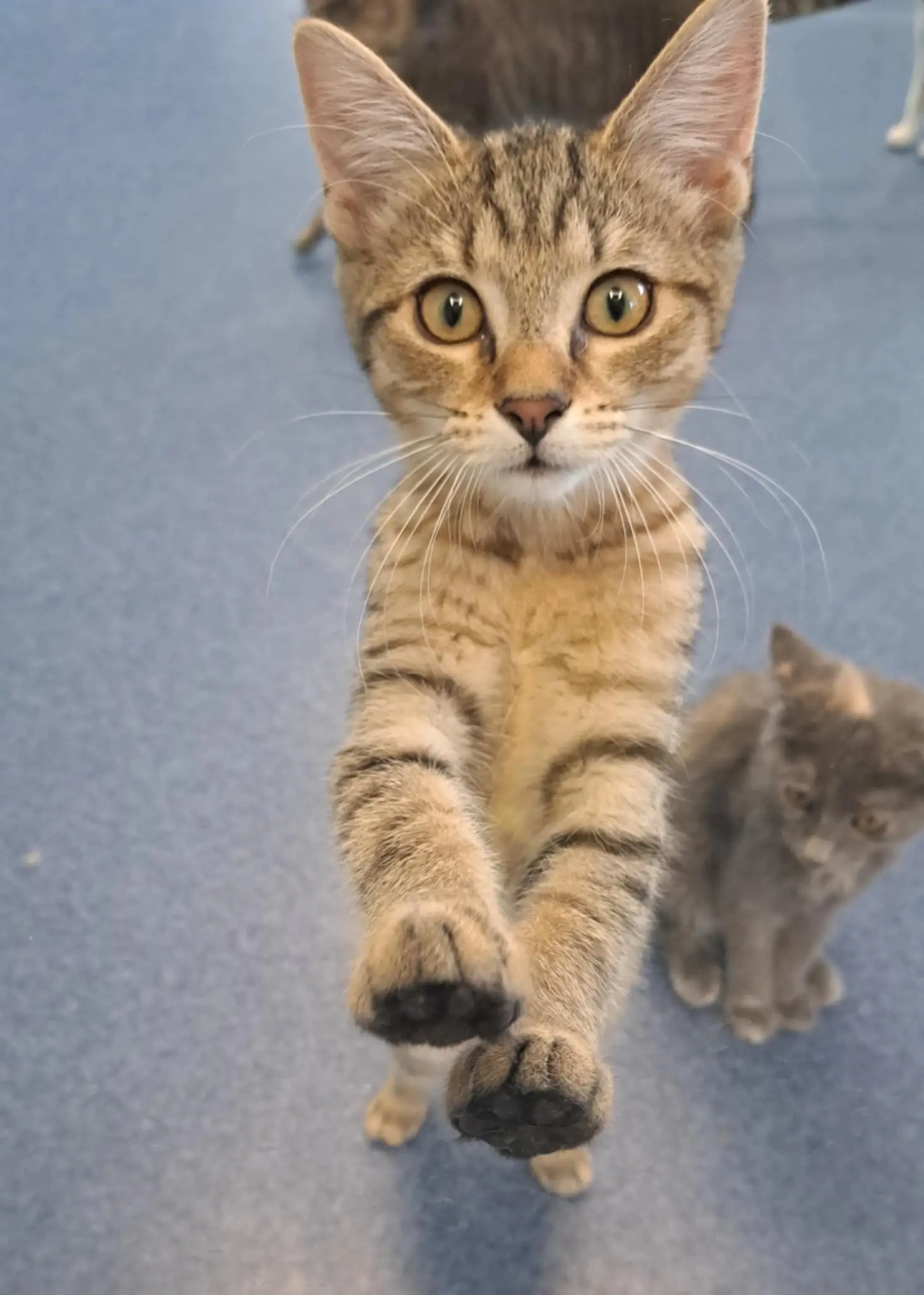 The_People_Behind_Shelby_County_Humane_Society